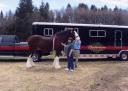 Luke the Clydesdale and I pose before his van